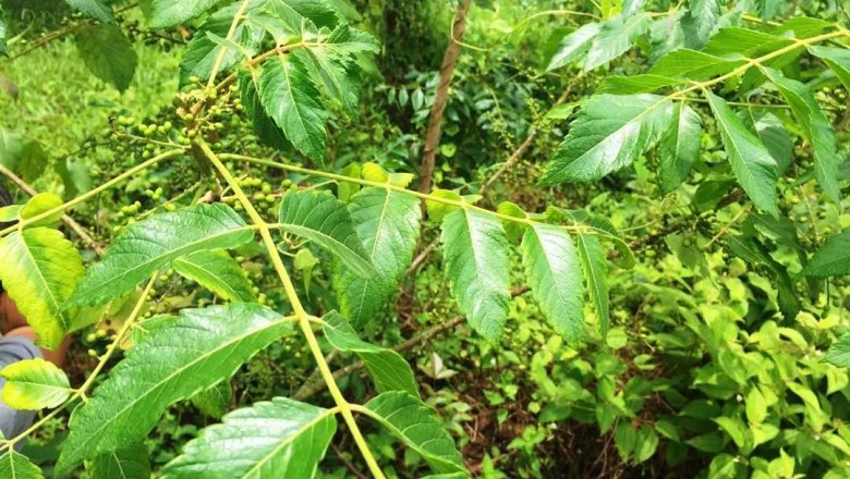 Vị thuốc Nha đạm tử, sầu đâu rừng, khổ luyện tử, hạt khổ sâm, cây xoan rừng (Brucea javanica (L.) Merr.)