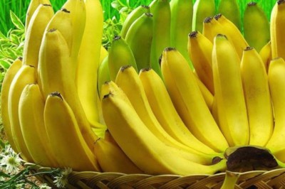 Chuối tiêu, Chuối ngự, Chuối sáp, Chuối hột dùng chữa viêm loét dạ dày tá tràng, táo bón