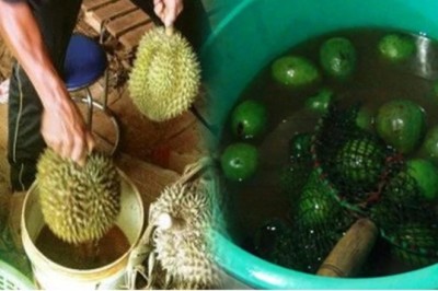 Thuốc nhúng trái cây chín được dùng rộng rãi, thuốc này có độc hại gì không, Bộ quản lý nói gì?