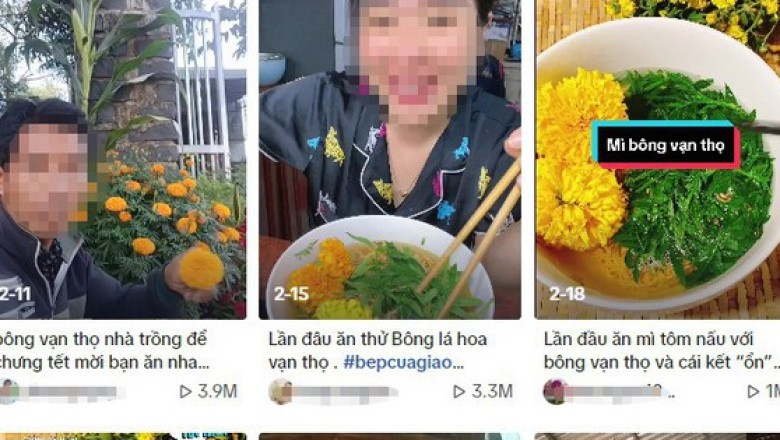 Độc hại của trào lưu sử dụng hoa cúc làm rau ăn