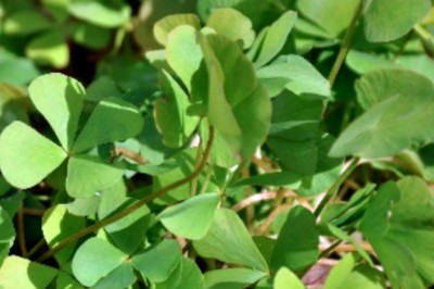 Cây Rau bợ nước, rau cỏ bợ, rau tần, tú diệp thảo, điền tu thảo, dạ hợp thảo những tác dụng chữa bệnh