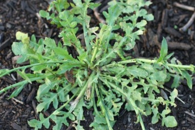 Cây Rau cải dại, tề thái, địa mễ thái, cỏ tâm giác những tác dụng chữa bệnh