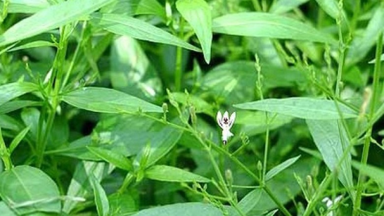 CÂY THUỐC QUÝ: Cây Xuyên tâm liên kháng sinh tự nhiên chữa bệnh đường hô hấp