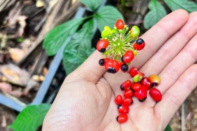 Việt Nam có loại hạt quý hiếm đắt nhất thế giới, giá 350 triệu 1 kg