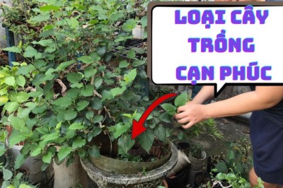 Các cụ dặn con cháu: 'Cây âm vào cửa, gia đình bất an', cây âm là cây gì?