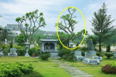 Phong thủy nhà ở: 'Cây âm vào cửa, gia đình bất an', cây âm là cây gì?