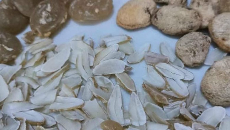Hạt sang, Sảng (Sang Sé, Sterculia lanceolata) - Bí Quyết Chữa Đau Dạ Dày Từ Thiên Nhiên