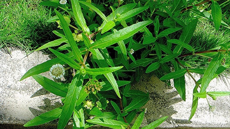 Bí Mật Tuyệt Vời Của Cỏ Mực: Sức Mạnh Chữa Lành Tự Nhiên