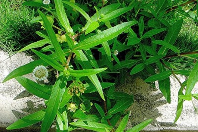 Bí Mật Tuyệt Vời Của Cỏ Mực: Sức Mạnh Chữa Lành Tự Nhiên