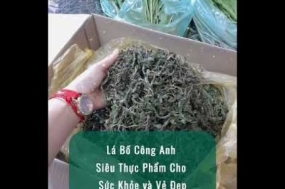 Lá Bồ Công Anh: Siêu Thực Phẩm Cho Sức Khỏe và Vẻ Đẹp #LáBồCôngAnh #SứcKhỏeTựNhiên #GiảiĐộcCơThể