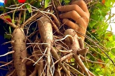Sâm Bố Chính: Bí Quyết Sức Khỏe Từ Thiên Nhiên