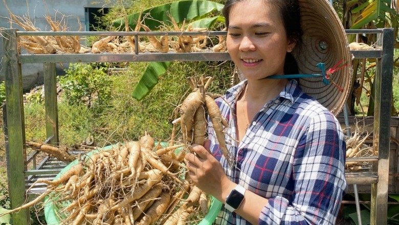 Công Dụng và Tác Dụng của Sâm Bố Chính Đối Với Sức Khỏe và Cách Dùng
