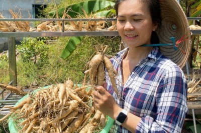 Công Dụng và Tác Dụng của Sâm Bố Chính Đối Với Sức Khỏe và Cách Dùng