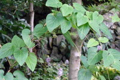 Khám Phá Công Dụng và Ứng Dụng Kỳ Diệu của Cây Đảng Sâm Nam (Codonopsis javanica) trong Đông Y