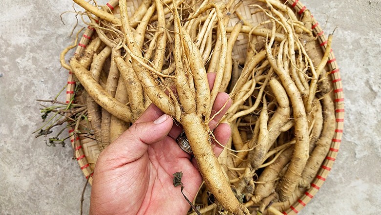 Khám Phá Đảng Sâm Nam: Bảo Vật Dược Liệu của Đông Y