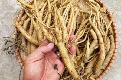 Khám Phá Đảng Sâm Nam: Bảo Vật Dược Liệu của Đông Y
