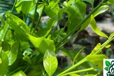 Rau Sắng: Siêu Thực Phẩm Từ Núi Rừng Việt Nam - Khám Phá Lợi Ích Và Cách Sử Dụng