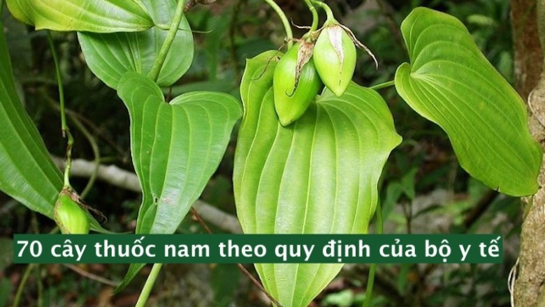 70 Cây Thuốc Nam Được Bộ Y Tế Công Nhận: Hướng Dẫn Nhận Biết và Sử Dụng