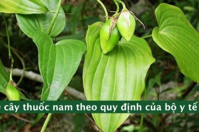 70 Cây Thuốc Nam Được Bộ Y Tế Công Nhận: Hướng Dẫn Nhận Biết và Sử Dụng