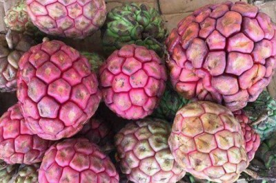 Khám Phá Bí Mật Của Na Rừng - Báu Vật Từ Thiên Nhiên