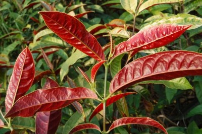Đơn Đỏ (Excoecaria cochinchinensis Lour.): Khám Phá Thảo Dược Việt Cải Thiện Sức Khỏe