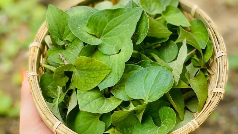 Phương Pháp Làm Đẹp Tự Nhiên: Khám Phá Công Dụng Của Các Cây Thuốc Nam Trong Chăm Sóc Da