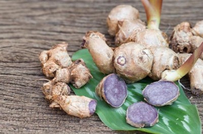 Khám Phá Cây Gừng Đen: Dược Liệu Quý Hiếm Của Việt Nam