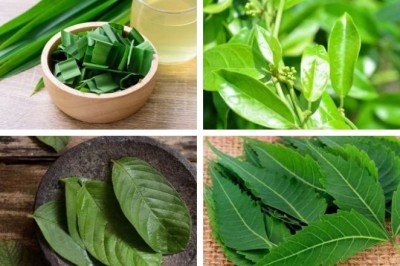 10 Loại Cây Thuốc Nam Hỗ Trợ Điều Trị Bệnh Tiểu Đường Hiệu Quả