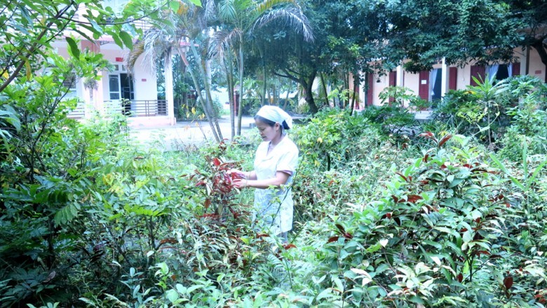 Hướng Dẫn Bắt Đầu Một Vườn Thuốc Nam Tại Nhà