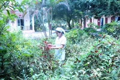 Hướng Dẫn Bắt Đầu Một Vườn Thuốc Nam Tại Nhà