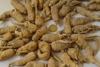 Tây Dương Sâm (Radix Panacis Quinquefolii): Vị Thuốc Đông Y Bổ Khí Dưỡng Âm và Thanh Hư Nhiệt