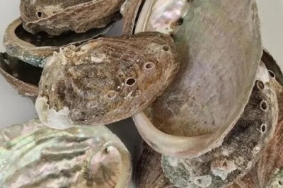 Thạch Quyết Minh (Concha Haliotidis)