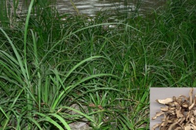 THẠCH XƯƠNG BỔ (Rhizoma Acori Graminei)