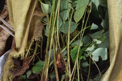 Khám Phá Bí Mật Của Dâm Dương Hoắc - 'Thần Dược' Tăng Cường Sức Khỏe