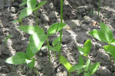 Cây bán hạ Trung Quốc Pinellia ternata (Thunb.)