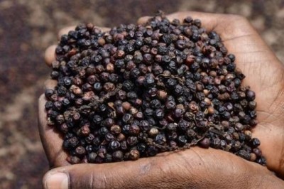 Hiệp Hội Hồ Tiêu Việt Nam Cảnh Báo 39 Công Ty Quốc Tế Có Dấu Hiệu Lừa Đảo