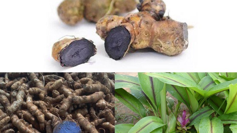 Cây Nghệ Đen (Curcuma zedoaria): Lợi Ích Sức Khỏe và Ứng Dụng Trong Y Học