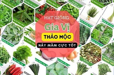 Cách Trồng Hạt Giống Cây Thảo Mộc Để Làm Trà Thảo Dược