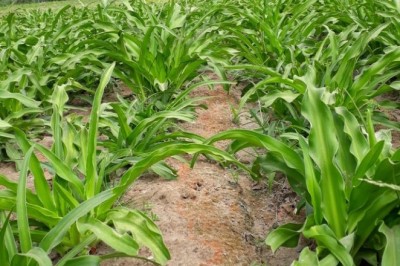 Trồng Cây Trinh Nữ Hoàng Cung - Nông Dân Thu 70 Triệu Đồng/Ha Mỗi Tháng