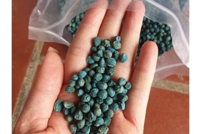 Kinh Nghiệm Trồng và Chăm Sóc Cây Tam Thất (Panax notoginseng)