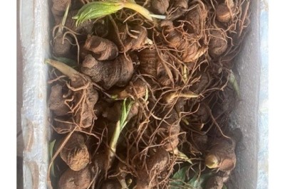 Mua Củ và Cây Giống Cây Bảy Lá Một Hoa (Paris polyphylla)