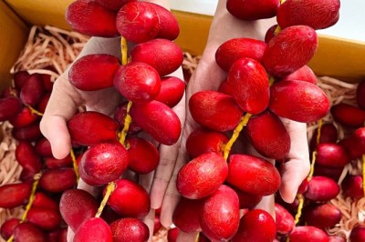 Chà Là Đỏ: 'Viên Vitamin Tự Nhiên' Với Nhiều Lợi Ích Sức Khỏe