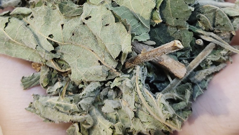 Cây An Xoa - Thảo Dược Quý Giúp Lá Gan Khỏe Mạnh