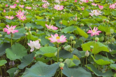 Hồ Sen Lưu Thủy và Hồ Sen Tĩnh: Sự Khác Biệt Về Chất Lượng Hương Thơm