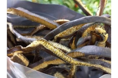 Tảo Biển: Thực Phẩm Vàng Từ Biển Khơi