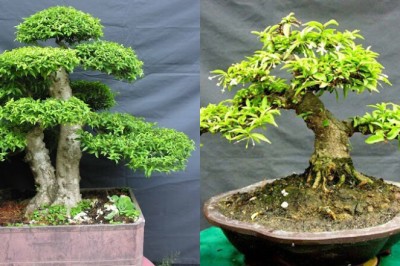 Trồng Cây Mai Chiếu Thủy Trước Nhà Có Tốt Cho Phong Thủy Gia Đình Không?