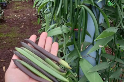 Lợi Ích Trồng Vanilla