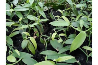 Mua Giống Cây Vanilla – Khám Phá Gia Vị Đắt Giá Thứ Hai Thế Giới