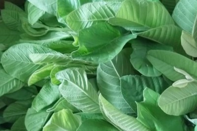 Thực Hư Uống Nước Lá Ổi Chữa Bách Bệnh, Thậm Chí 'Đánh Tan' Cả Ung Thư, Tiểu Đường