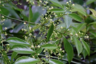 Có Nên Uống Nước Cây Xạ Đen Hàng Ngày?